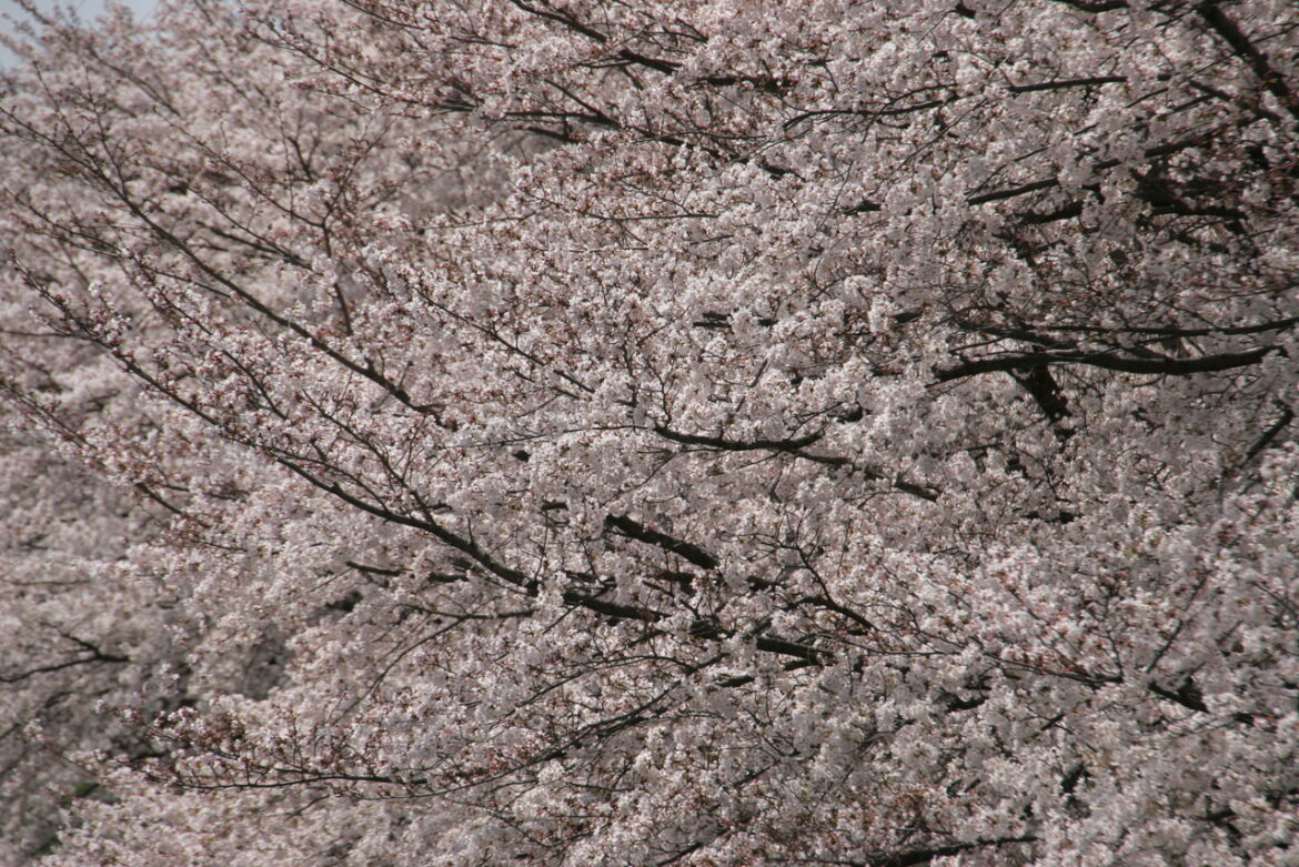 Nara_Kyotanabe (5)
