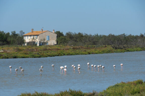 Berühmt für die Camargue – Flamingos…es waren Hunderte