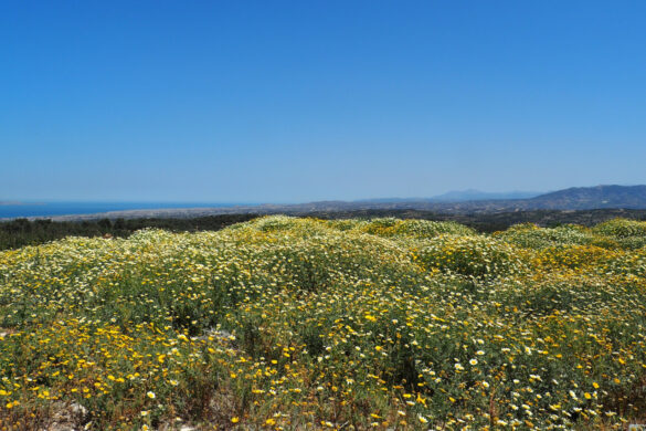 Kreta im April – ein Wildblütenmeer.