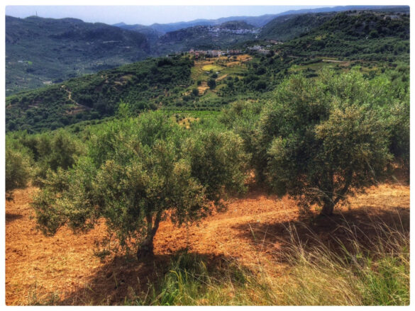 Oliven und Kreta – eine enge Verbindung.